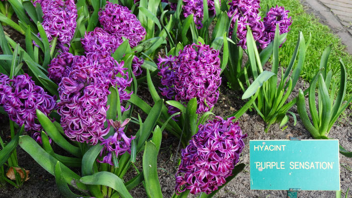 2014_04120148 - Keukenhof 2014 - 1