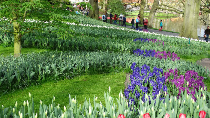 2014_04120149 - Keukenhof 2014 - 1