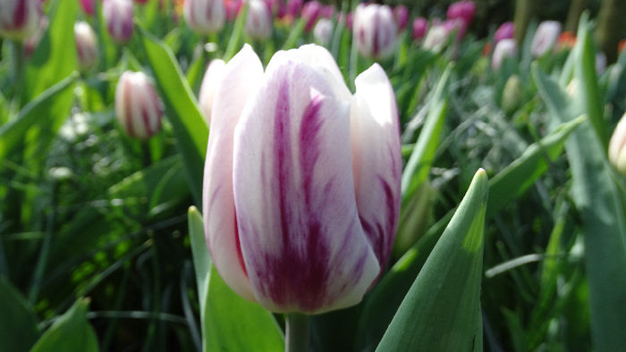 2014_04120151 - Keukenhof 2014 - 1