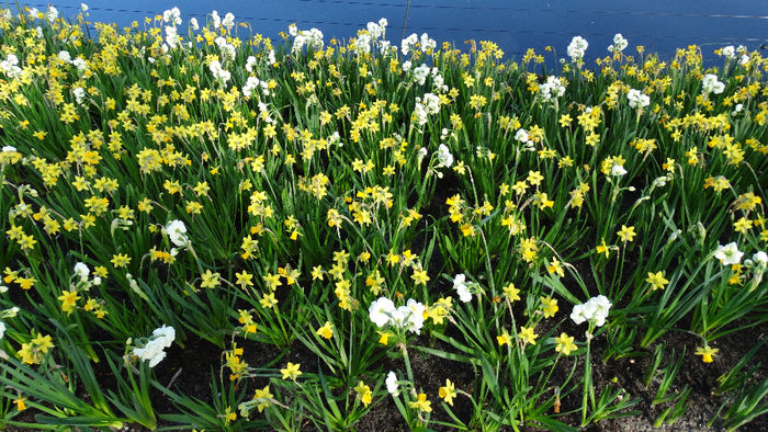 2014_04120162 - Keukenhof 2014 - 1