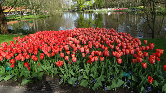 2014_04120167 - Keukenhof 2014 - 1