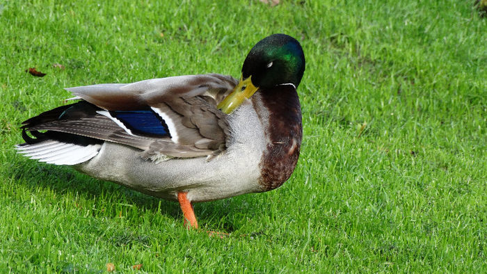 2014_04120184 - Keukenhof 2014 - 1