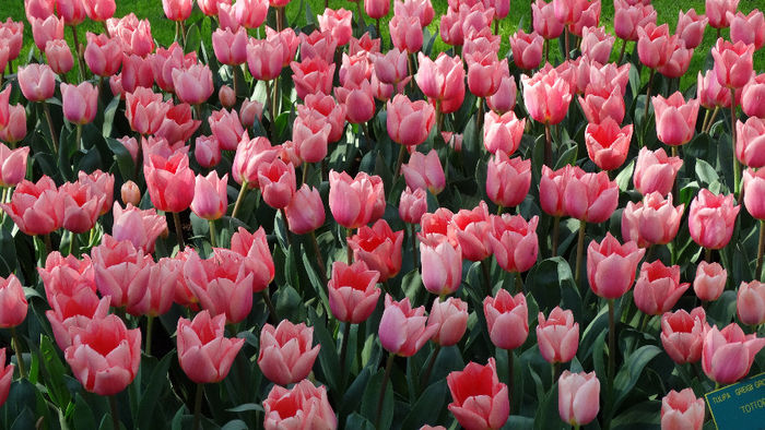 2014_04120194 - Keukenhof 2014 - 1