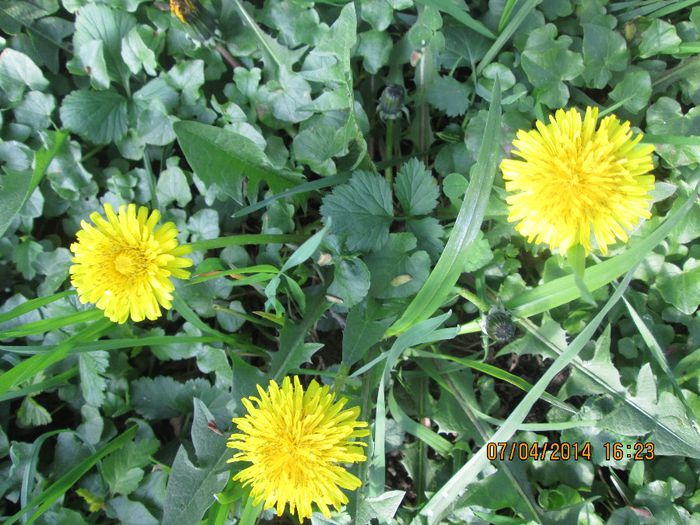 IMG_3874 - Iesire la Susita