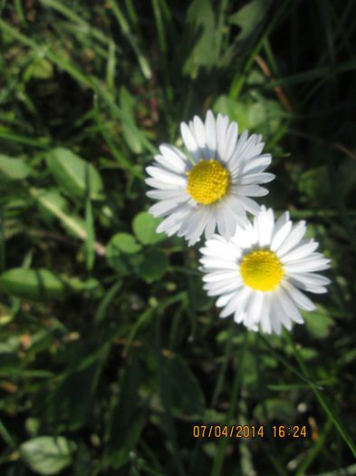 IMG_3879 - Iesire la Susita