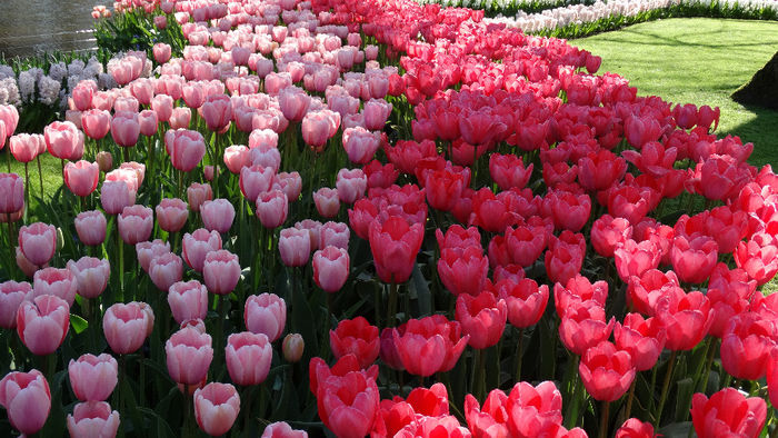 2014_04120208 - Keukenhof 2014 - 1