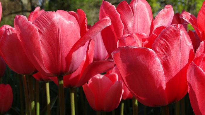 2014_04120217 - Keukenhof 2014 - 1