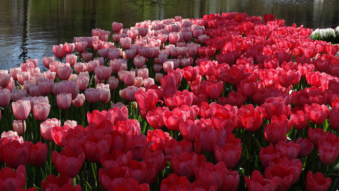 2014_04120218 - Keukenhof 2014 - 1