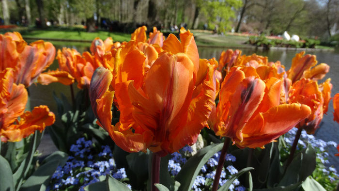 2014_04120219 - Keukenhof 2014 - 1