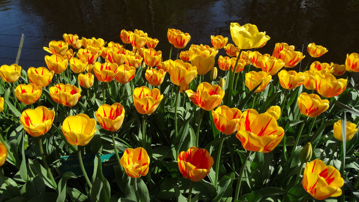 2014_04120241 - Keukenhof 2014 - 1