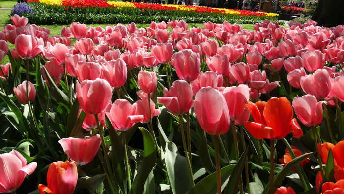 2014_04120409 - Keukenhof 2014 - 1