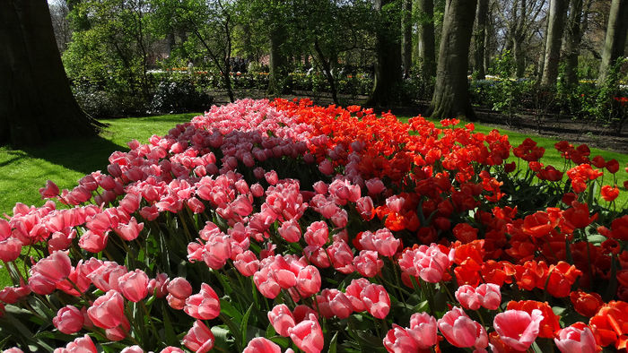 2014_04120410 - Keukenhof 2014 - 1