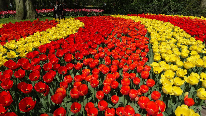 2014_04120415 - Keukenhof 2014 - 1