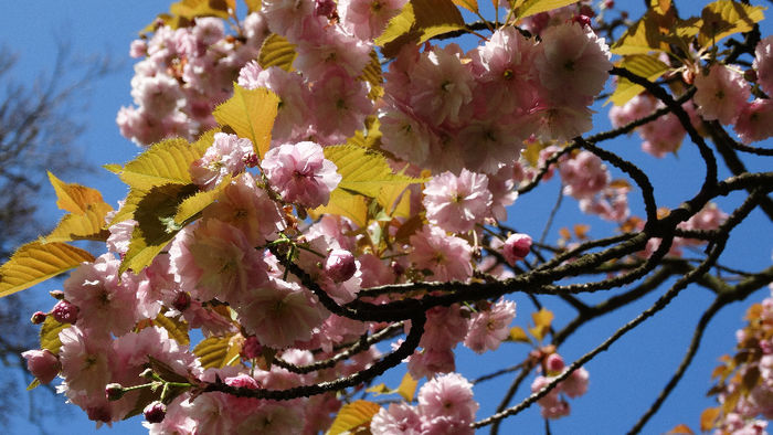 2014_04120416 - Keukenhof 2014 - 1