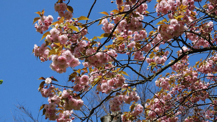 2014_04120417 - Keukenhof 2014 - 1