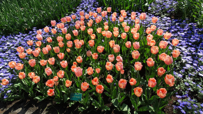 2014_04120419 - Keukenhof 2014 - 1