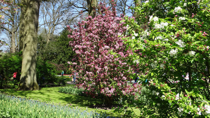 2014_04120420 - Keukenhof 2014 - 1