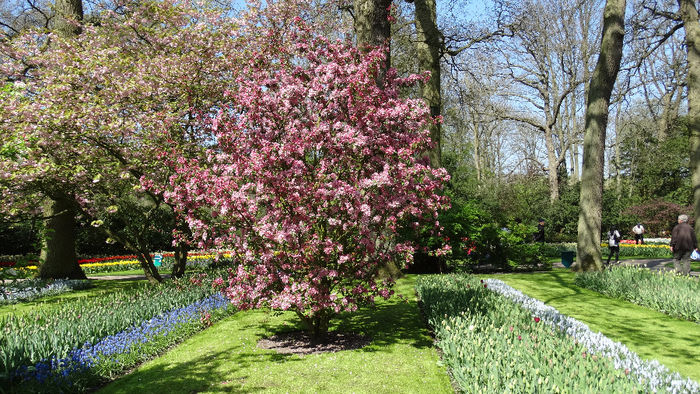 2014_04120421 - Keukenhof 2014 - 1