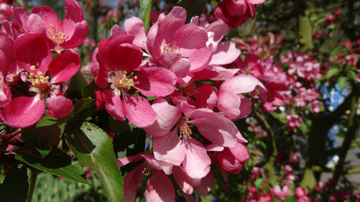 2014_04120422 - Keukenhof 2014 - 1