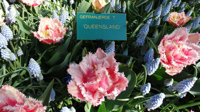 2014_04120423 - Keukenhof 2014 - 1