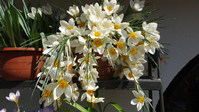 2014_04120427 - Keukenhof 2014 - 1