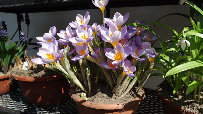 2014_04120428 - Keukenhof 2014 - 1