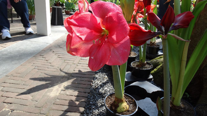 2014_04120430 - Keukenhof 2014 - 1