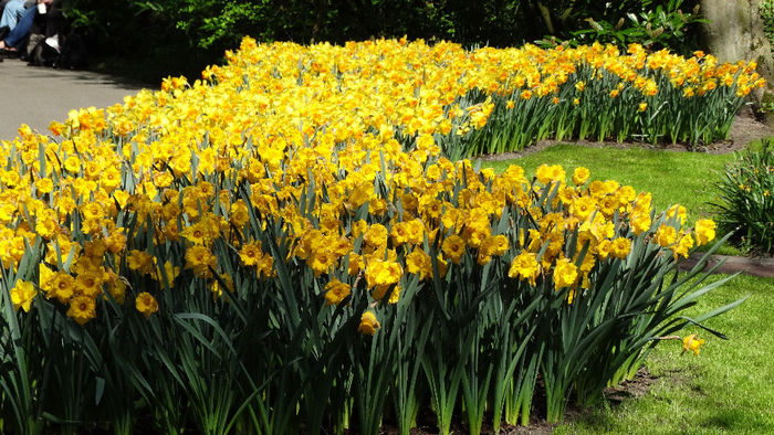 2014_04120443 - Keukenhof 2014 - 1