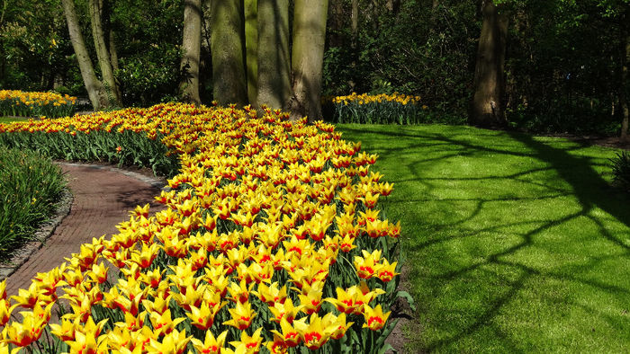 2014_04120446 - Keukenhof 2014 - 1