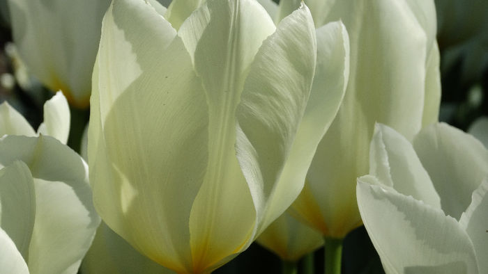 2014_04120452 - Keukenhof 2014 - 1