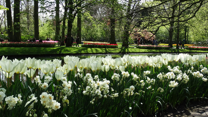 2014_04120463 - Keukenhof 2014 - 1