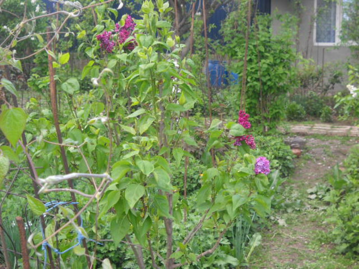 Picture 2762