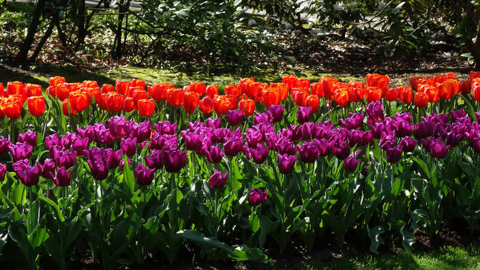 2014_04120487 - Keukenhof 2014 - 1