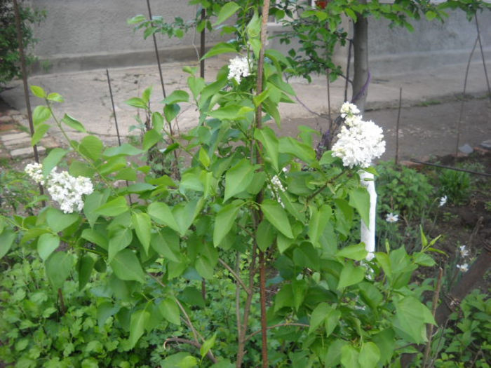 Picture 2765