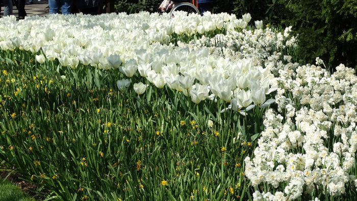 2014_04120489 - Keukenhof 2014 - 1