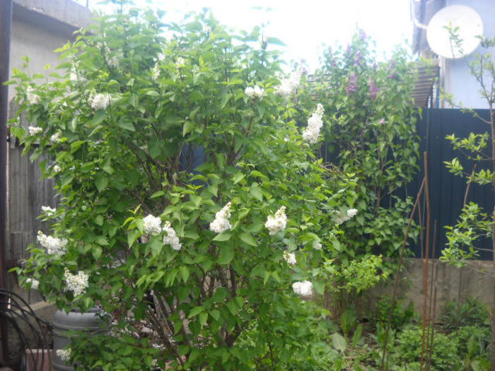 Picture 2768
