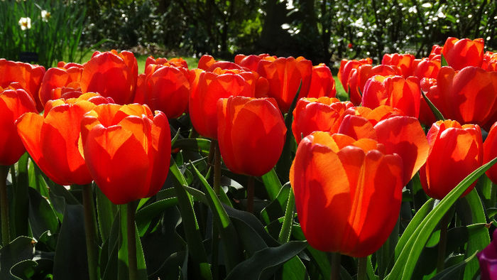 2014_04120492 - Keukenhof 2014 - 1