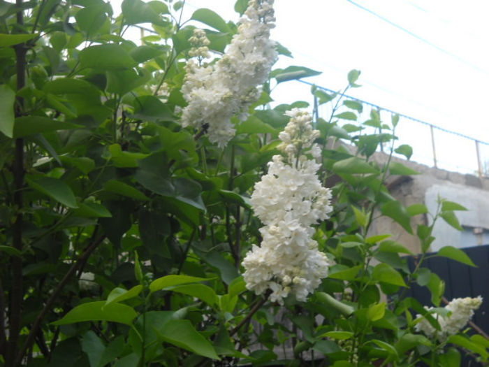 Picture 2772