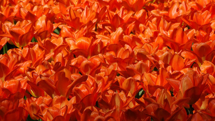 2014_04120504 - Keukenhof 2014 - 1