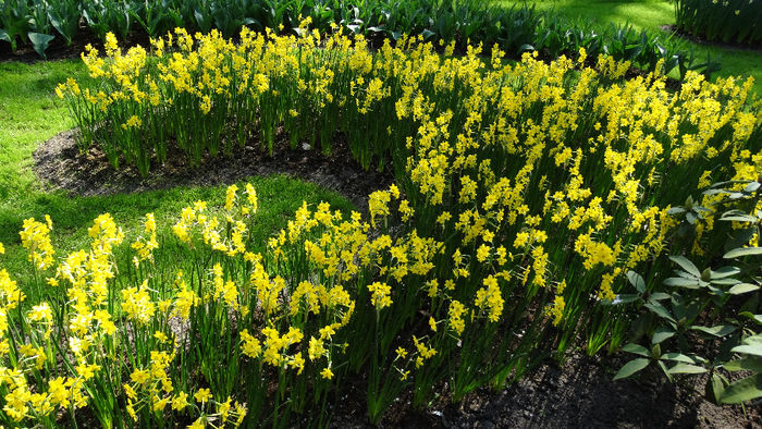 2014_04120523 - Keukenhof 2014 - 1