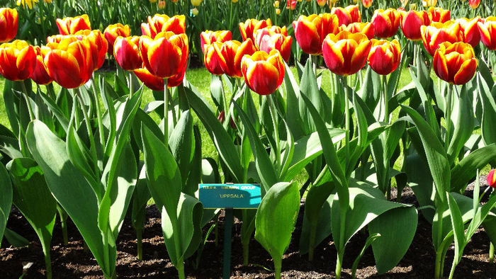 2014_04120531 - Keukenhof 2014 - 1