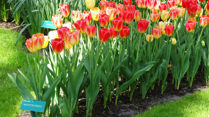 2014_04120532 - Keukenhof 2014 - 1