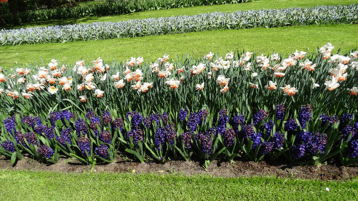 2014_04120537 - Keukenhof 2014 - 2