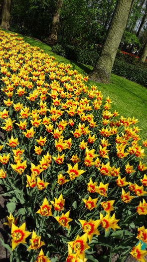 2014_04120539 - Keukenhof 2014 - 2