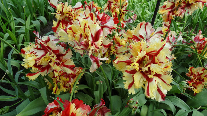 2014_04120541 - Keukenhof 2014 - 2