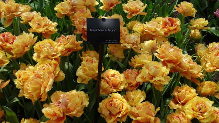 2014_04120547 - Keukenhof 2014 - 2