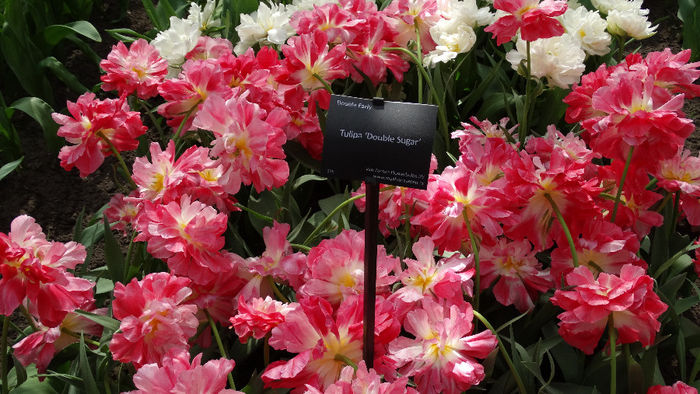 2014_04120549 - Keukenhof 2014 - 2