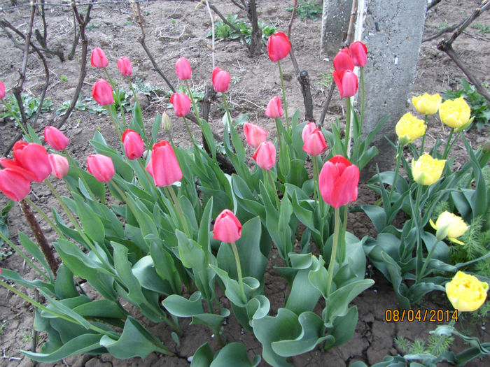 Lalele - Flori de gradina-2014 Primavara