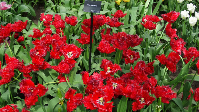 2014_04120562 - Keukenhof 2014 - 2