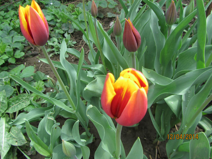 Lalele Kees Nelis - Flori de gradina-2014 Primavara